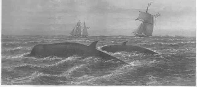 Illustration ur Spetsbergen 1861 (1865), sida 43