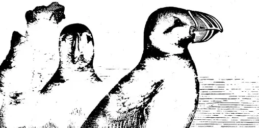 Illustration ur Spetsbergen 1861 (1865), sida 86