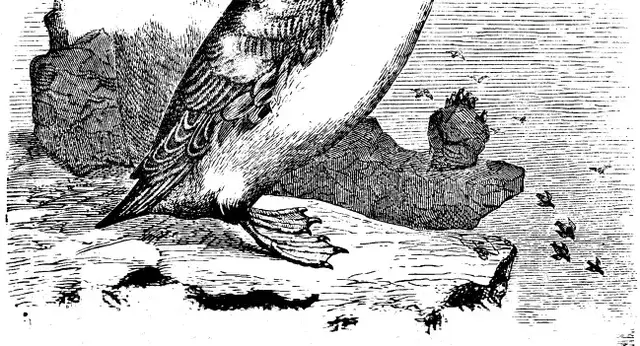 Illustration ur Spetsbergen 1861 (1865), sida 86