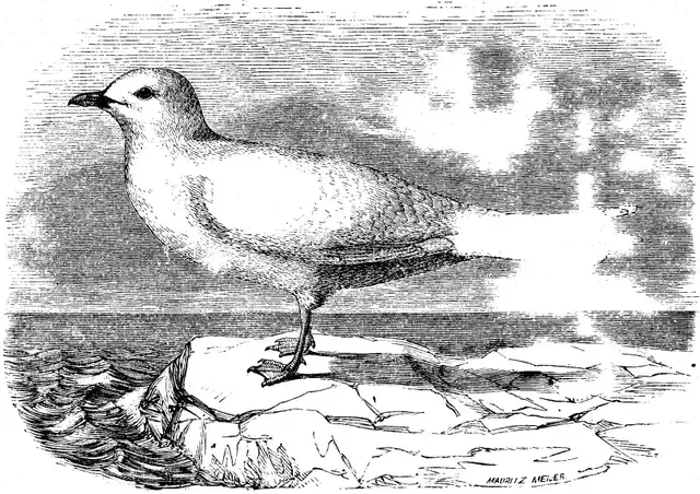 Illustration ur Spetsbergen 1861 (1865), sida 308