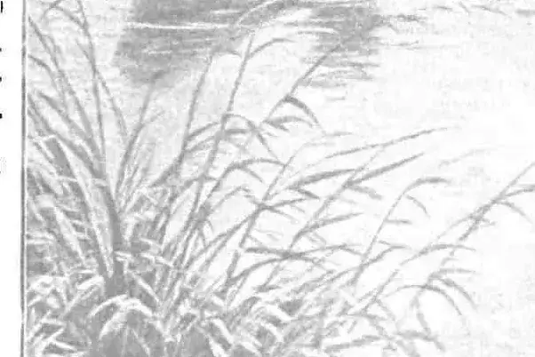 Illustration ur Vägledning i Fiske (1900), sida ix