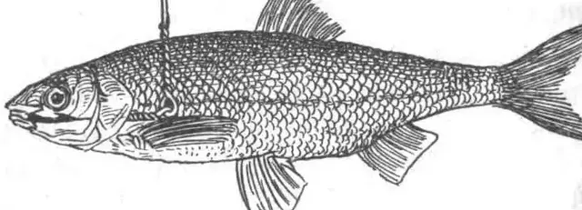 Illustration ur Vägledning i Fiske (1900), sida 14
