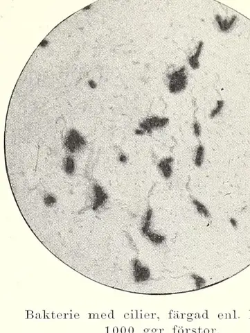 Illustration, sida 433