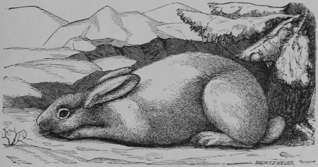 Illustration, sida 131