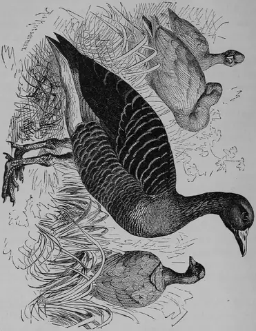 Illustration, sida 444