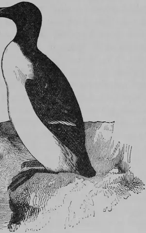 Illustration, sida 449