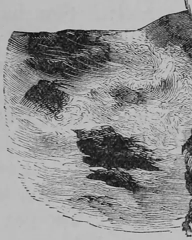 Illustration, sida 449