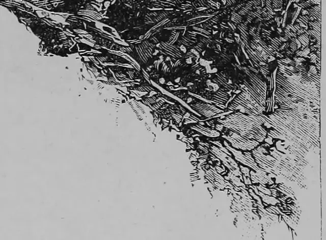 Illustration, sida 494