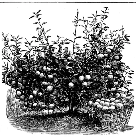 Illustration ur Svensk Läraretidning: 1893, sida 515