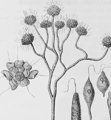 Illustration, sida 332