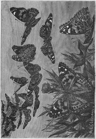 Illustration, sida 19
