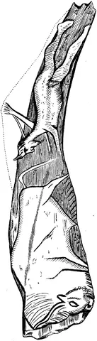 Illustration ur Om de äldsta spåren (1873), sida 107