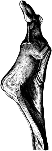 Illustration ur Om de äldsta spåren (1873), sida 109