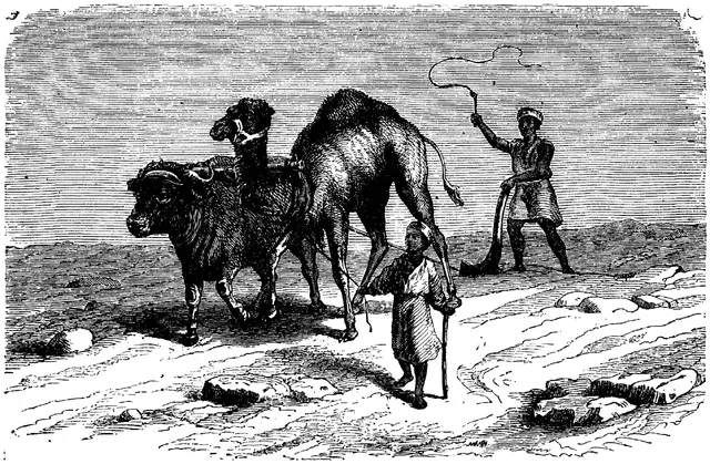 Illustration, sida 274