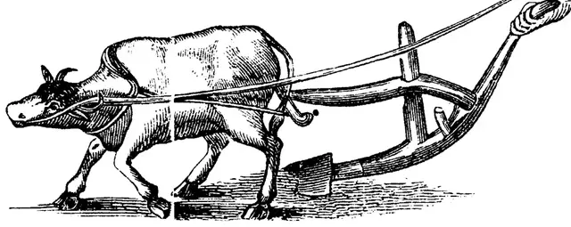 Illustration, sida 297