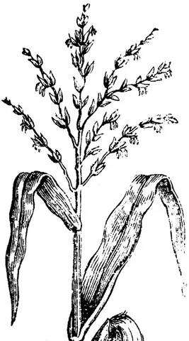Illustration, sida 330