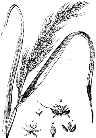 Illustration, sida 331