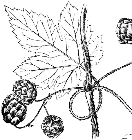 Illustration, sida 338