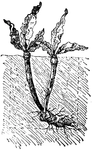 Illustration, sida 347