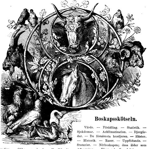 Illustration, sida 361