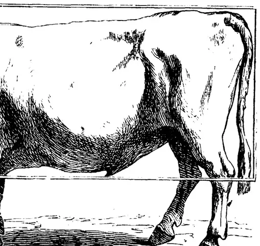 Illustration, sida 362