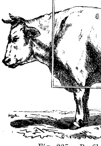 Illustration, sida 362