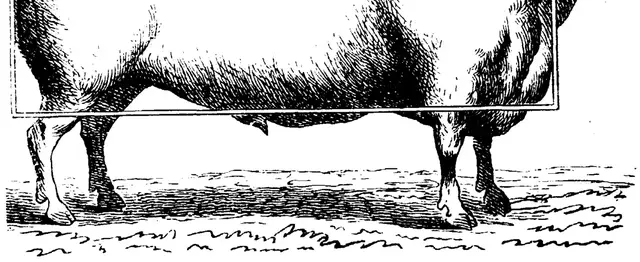Illustration, sida 363