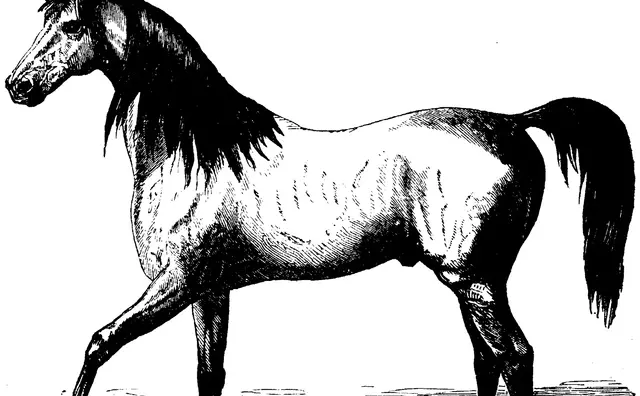 Illustration, sida 371