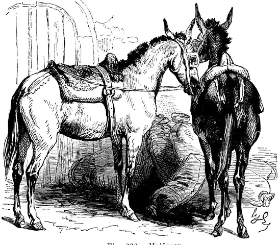 Illustration, sida 375