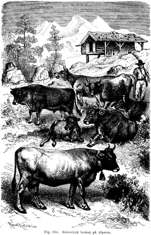Illustration, sida 378