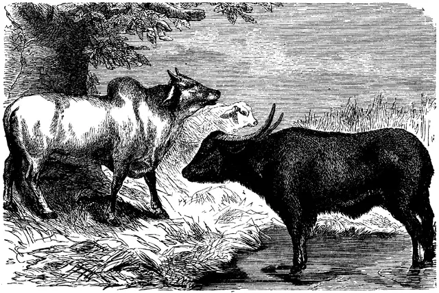 Illustration, sida 380