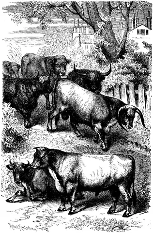 Illustration, sida 382