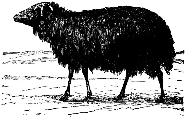 Illustration, sida 383