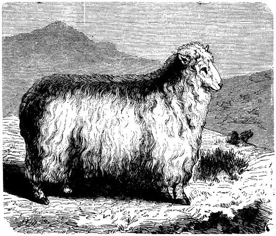 Illustration, sida 383