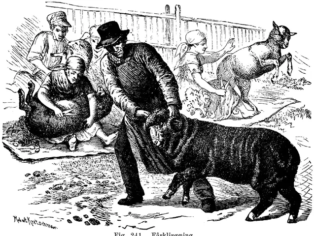 Illustration, sida 385