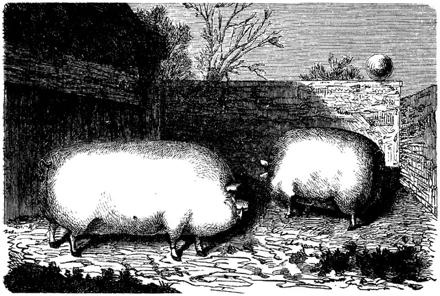 Illustration, sida 387