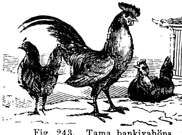 Illustration, sida 389