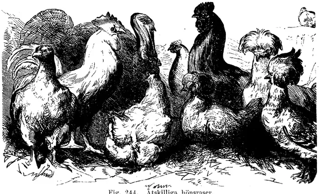 Illustration, sida 391