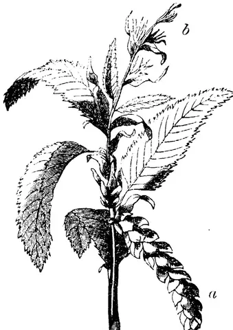 Illustration, sida 405
