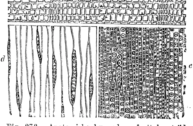 Illustration, sida 431