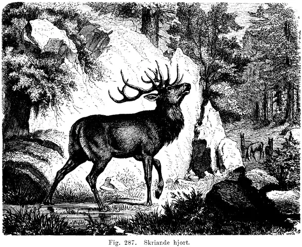 Illustration, sida 478