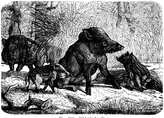 Illustration, sida 479