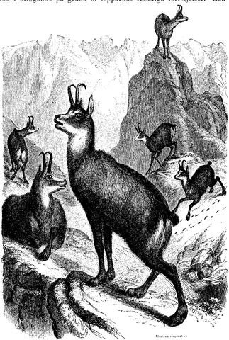 Illustration, sida 480