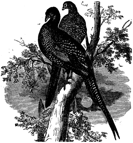 Illustration, sida 488