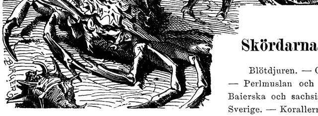 Illustration, sida 533