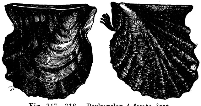 Illustration, sida 540