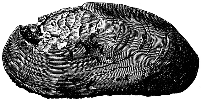 Illustration, sida 545