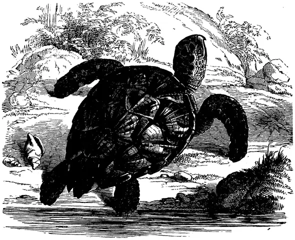 Illustration, sida 590