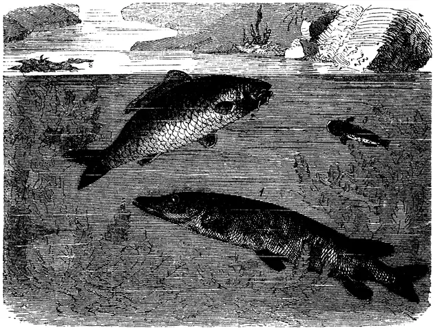 Illustration, sida 595