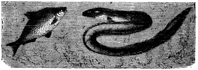 Illustration, sida 595